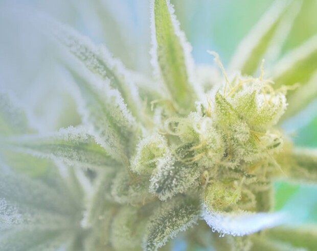 Leveraging the Cann-ID chemical data platform with SICPA’s CERTUS